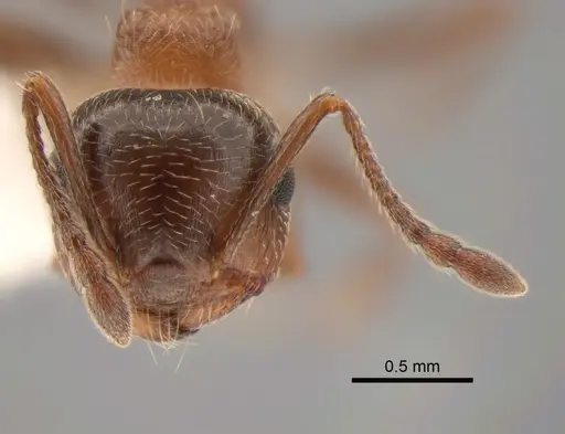 Crematogaster coarctata specimen CASENT0882272 image casent0882272_2