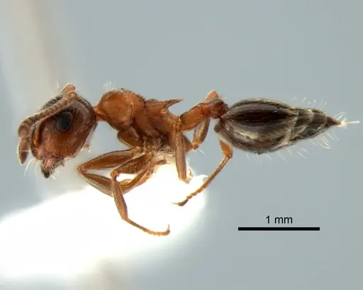 Crematogaster coarctata specimen CASENT0882272 image casent0882272_3