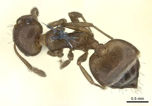 Crematogaster coarctata specimen CASENT0902143 image casent0902143_1