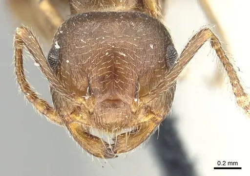 Crematogaster coarctata specimen CASENT0902143 image casent0902143_2