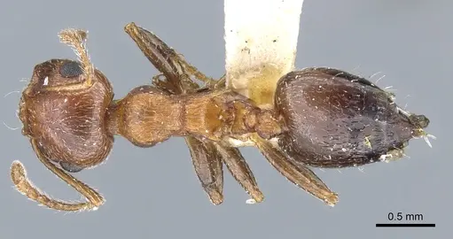 Crematogaster coarctata specimen CASENT0904538 image casent0904538_1
