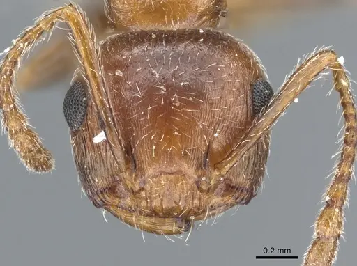 Crematogaster coarctata specimen CASENT0904538 image casent0904538_2