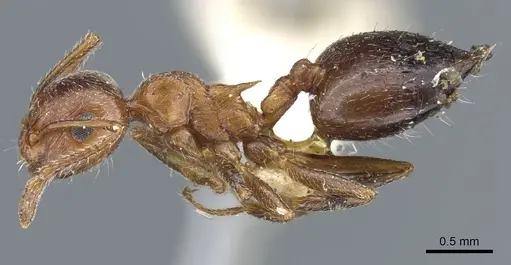 Crematogaster coarctata specimen CASENT0904538 image casent0904538_3