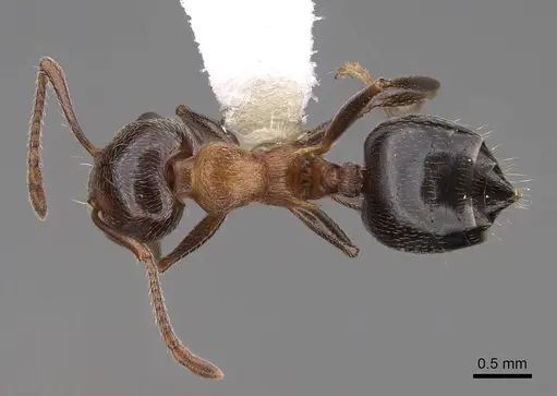 Crematogaster coarctata specimen CASENT0922727 image casent0922727_1