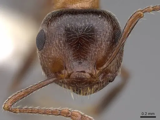 Crematogaster coarctata specimen CASENT0922727 image casent0922727_2