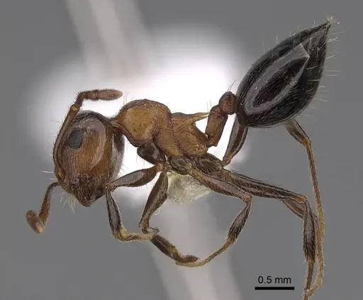 Crematogaster coarctata specimen CASENT0922727 image casent0922727_3