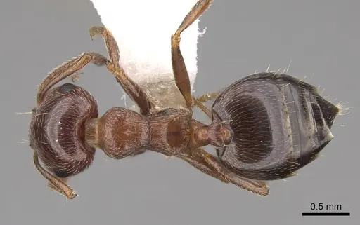 Crematogaster coarctata specimen CASENT0922735 image casent0922735_1