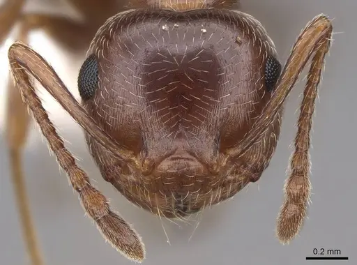 Crematogaster coarctata specimen CASENT0922735 image casent0922735_2