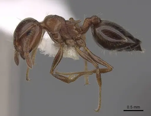 Crematogaster coarctata specimen CASENT0922735 image casent0922735_3