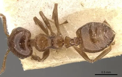 Crematogaster coelestis specimen CASENT0908530 image casent0908530_1