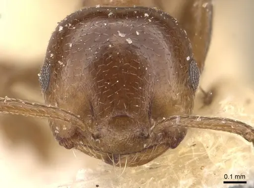Crematogaster coelestis specimen CASENT0908530 image casent0908530_2