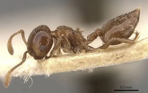 Crematogaster coelestis specimen CASENT0908530 image casent0908530_3