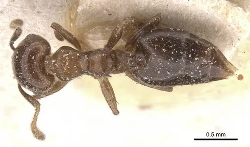 Crematogaster coelestis specimen CASENT0912662 image casent0912662_1