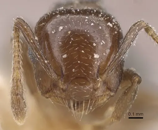 Crematogaster coelestis specimen CASENT0912662 image casent0912662_2