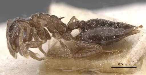 Crematogaster coelestis specimen CASENT0912662 image casent0912662_3