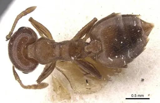 Crematogaster coelestis specimen CASENT0912663 image casent0912663_1