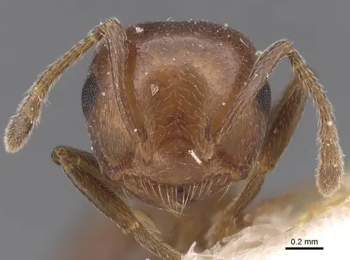 Crematogaster coelestis specimen CASENT0912663 image casent0912663_2