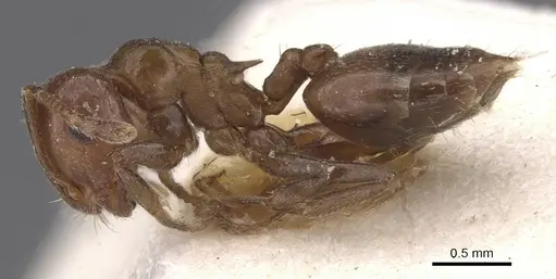 Crematogaster coelestis specimen CASENT0912663 image casent0912663_3