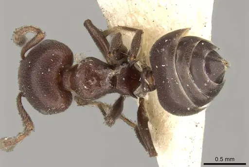 Crematogaster coelestis specimen CASENT0914291 image casent0914291_1