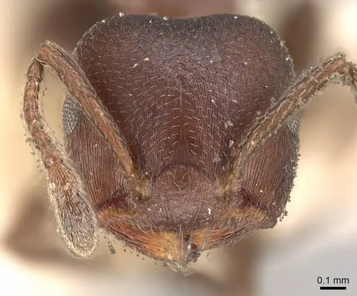 Crematogaster coelestis specimen CASENT0914291 image casent0914291_2