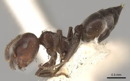 Crematogaster coelestis specimen CASENT0914291 image casent0914291_3