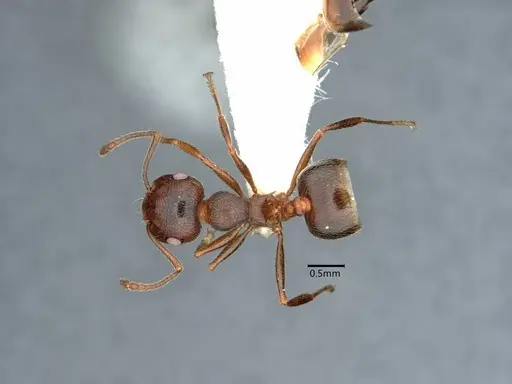 Crematogaster colei specimen CASENT0882157 image casent0882157_1
