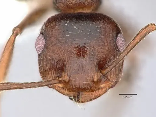 Crematogaster colei specimen CASENT0882157 image casent0882157_2