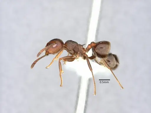 Crematogaster colei specimen CASENT0882157 image casent0882157_3
