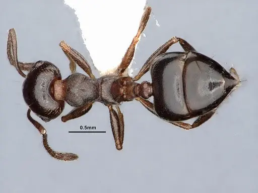 Crematogaster colei specimen CASENT0884412 image casent0884412_1