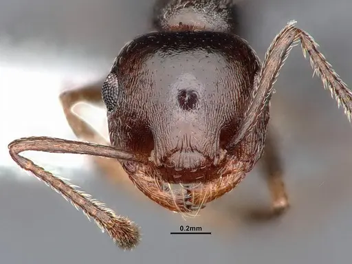 Crematogaster colei specimen CASENT0884412 image casent0884412_2