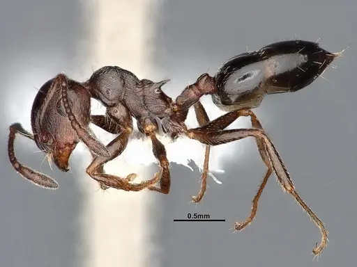 Crematogaster colei specimen CASENT0884412 image casent0884412_3