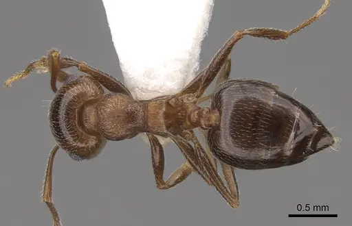 Crematogaster colei specimen CASENT0922739 image casent0922739_1