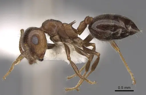 Crematogaster colei specimen CASENT0922739 image casent0922739_3