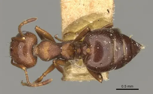 Crematogaster colei specimen USNMENT00528846 image usnment00528846_1