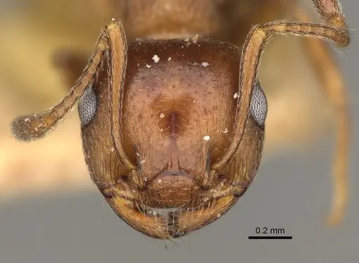 Crematogaster colei specimen USNMENT00528846 image usnment00528846_2