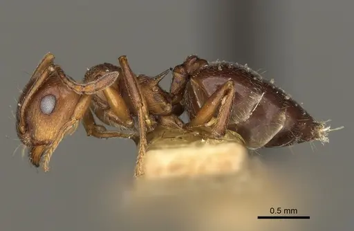 Crematogaster colei specimen USNMENT00528846 image usnment00528846_3