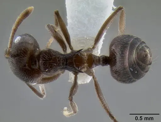 Crematogaster concava specimen CASENT0193755 image casent0193755_1