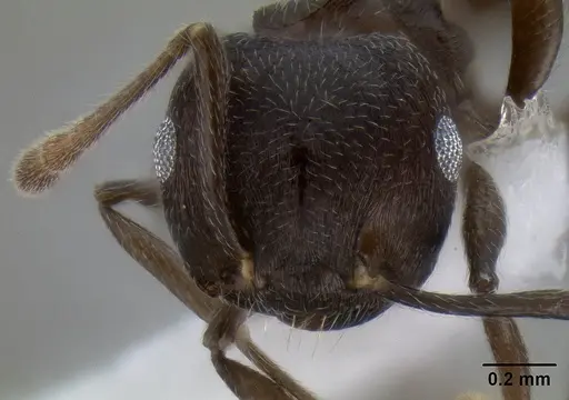 Crematogaster concava specimen CASENT0193755 image casent0193755_2