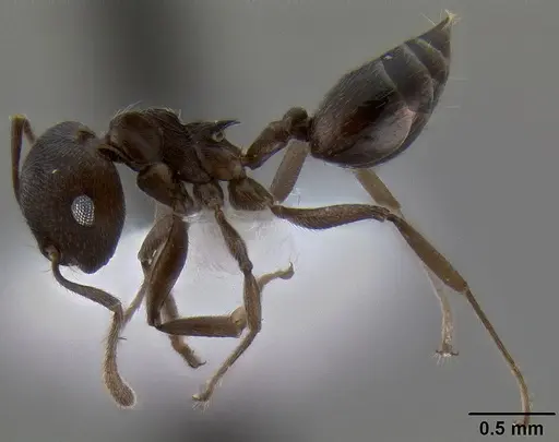Crematogaster concava specimen CASENT0193755 image casent0193755_3