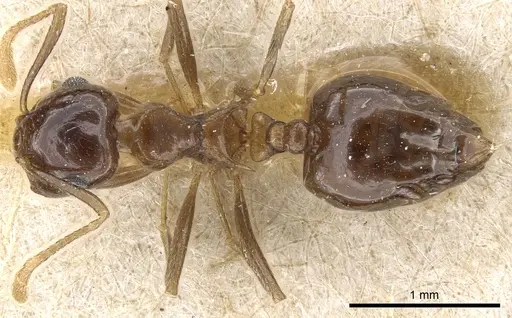 Crematogaster concava specimen CASENT0904478 image casent0904478_1