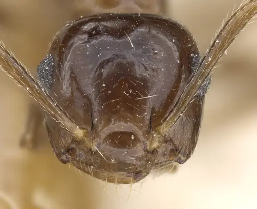 Crematogaster concava specimen CASENT0904478 image casent0904478_2