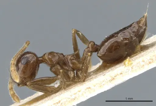 Crematogaster concava specimen CASENT0904478 image casent0904478_3