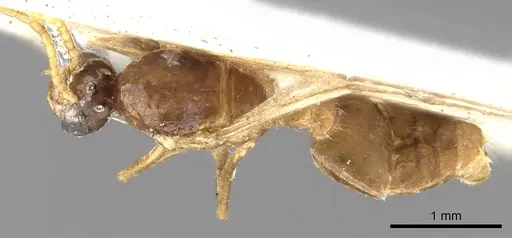 Crematogaster consternens specimen CASENT0902127 image casent0902127_1