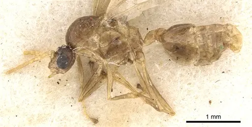 Crematogaster consternens specimen CASENT0902127 image casent0902127_3