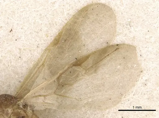 Crematogaster consternens specimen CASENT0902127 image casent0902127_4