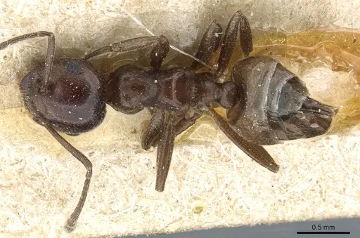 Crematogaster constructor specimen CASENT0904520 image casent0904520_1