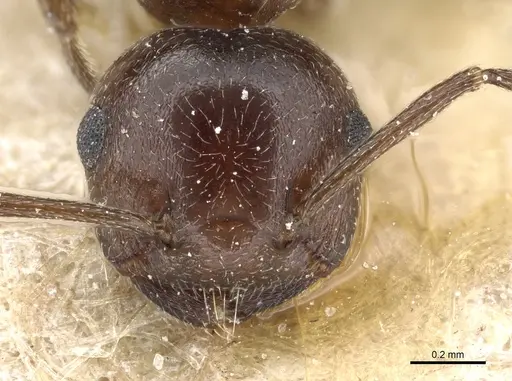 Crematogaster constructor specimen CASENT0904520 image casent0904520_2