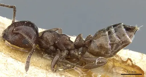Crematogaster constructor specimen CASENT0904520 image casent0904520_3