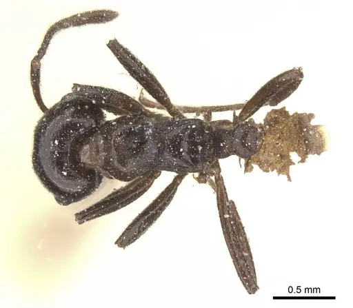 Crematogaster constructor specimen CASENT0912664 image casent0912664_1