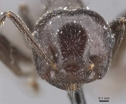 Crematogaster constructor specimen CASENT0912664 image casent0912664_2